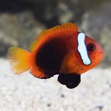 Clownfish