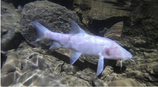 cave-fish