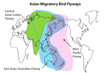 Asian-migratory