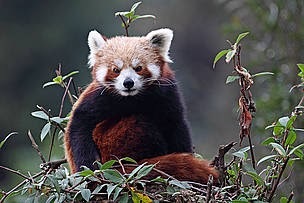 Red-Panda