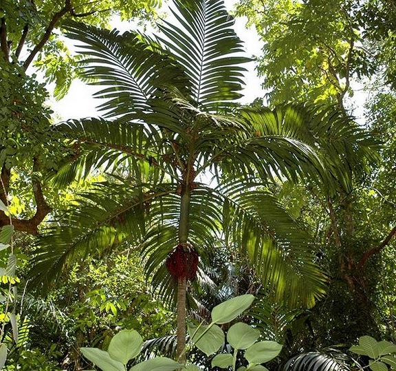 Pinanga-Andamanensis