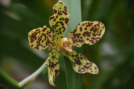 Tiger-Orchid