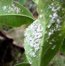 Woolly-Whitefly