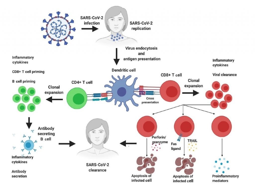 T-cell-Immunity