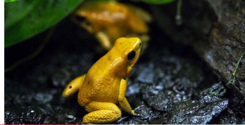 Yellow-Indian-Bullfrog
