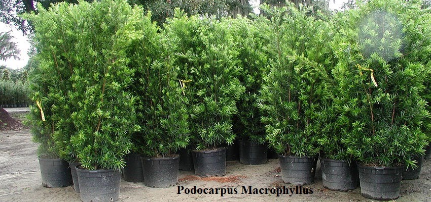 Podocarpus-macrophyllus