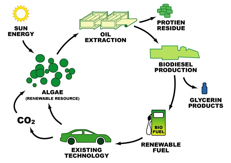Algae-biodiesel