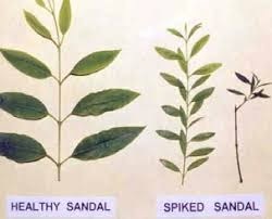 Sandalwood-Spike-Disease