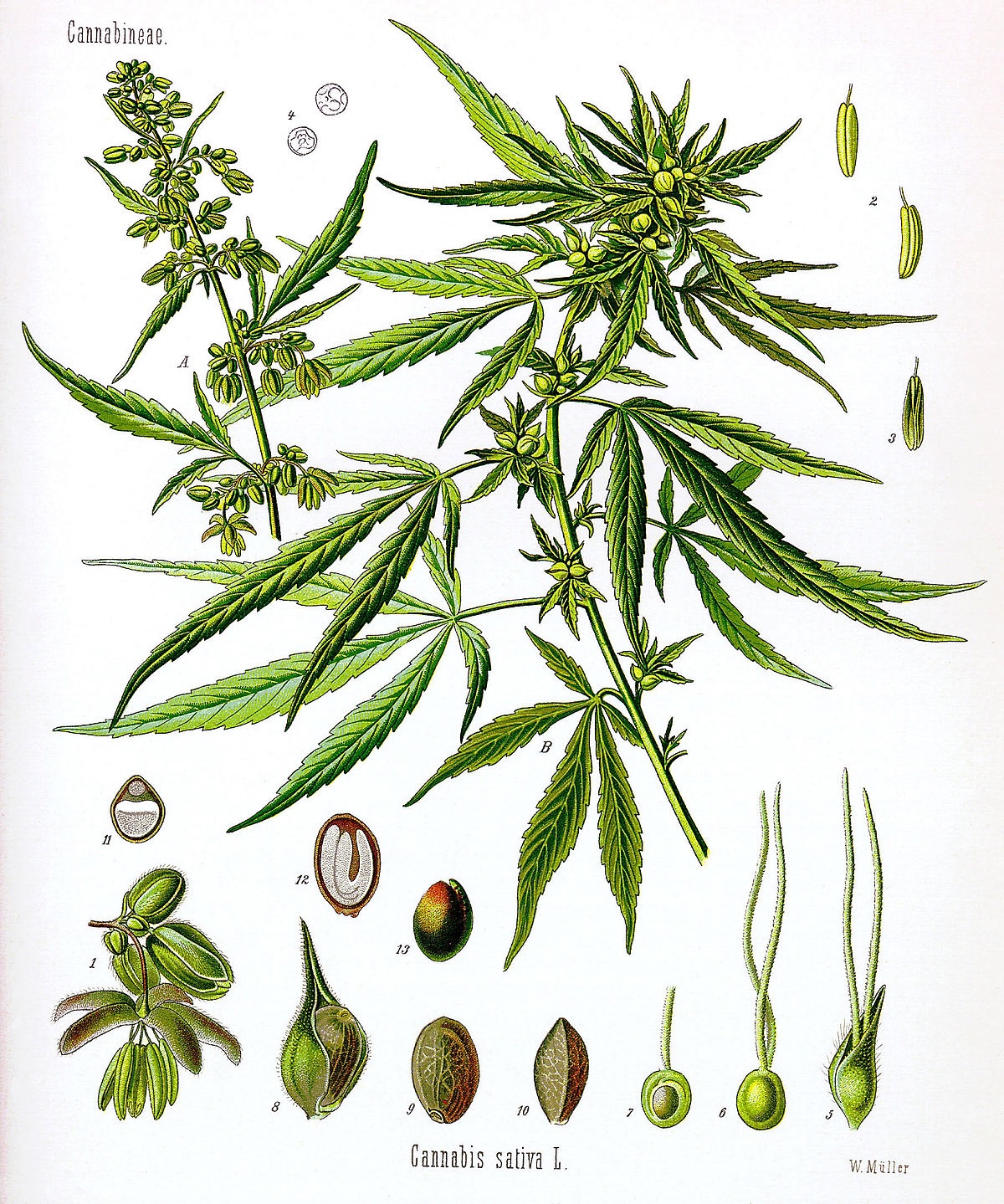Cannabis-sativa
