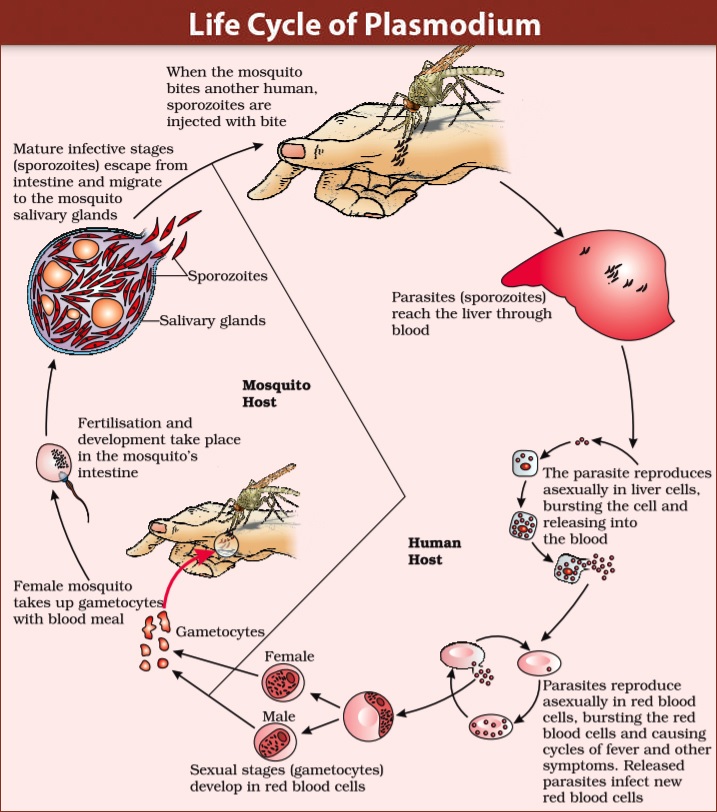 Plasmodium