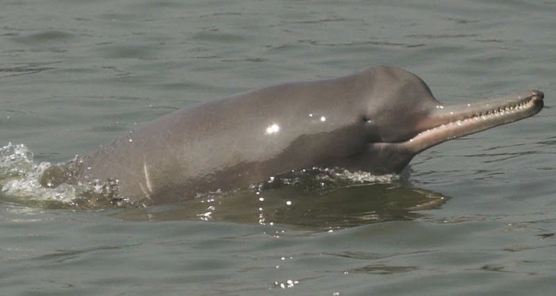 Ganga-Dolphin