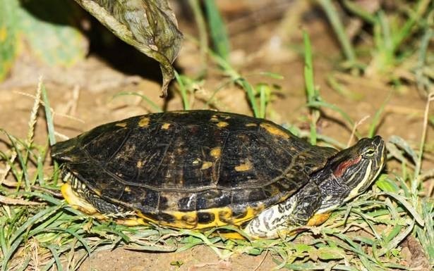 Red-Eared-Slider-Turtle