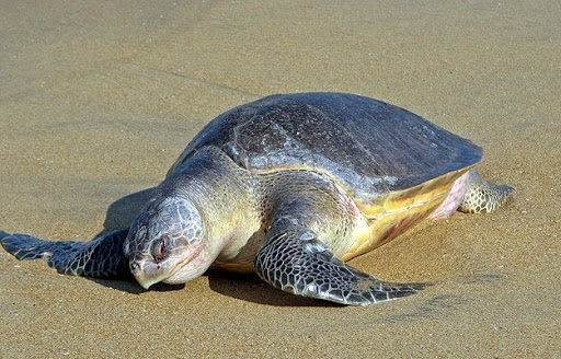 Olive-Ridley-Turtles