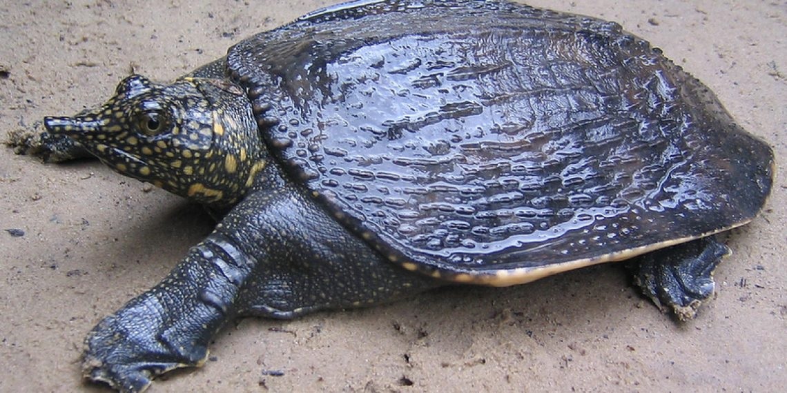 Softshell-Turtle