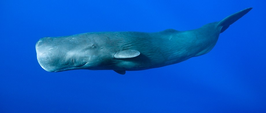 Sperm-Whale