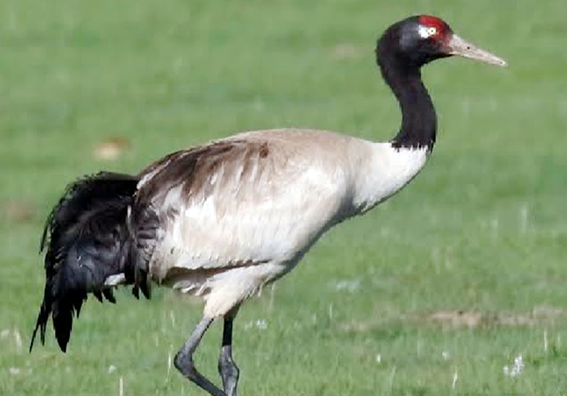 Black-necked-Crane