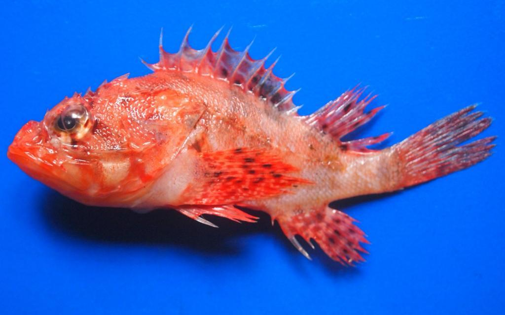 Flower-Scorpionfish