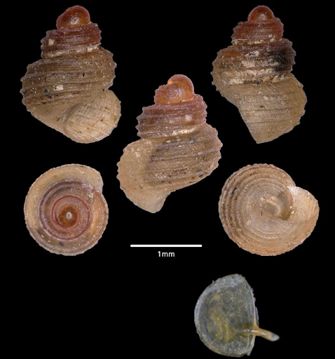 snail-species