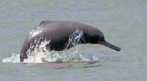 dolphin