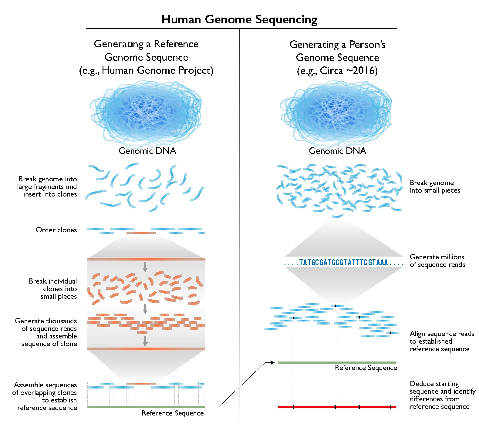 human-genome-squencing.