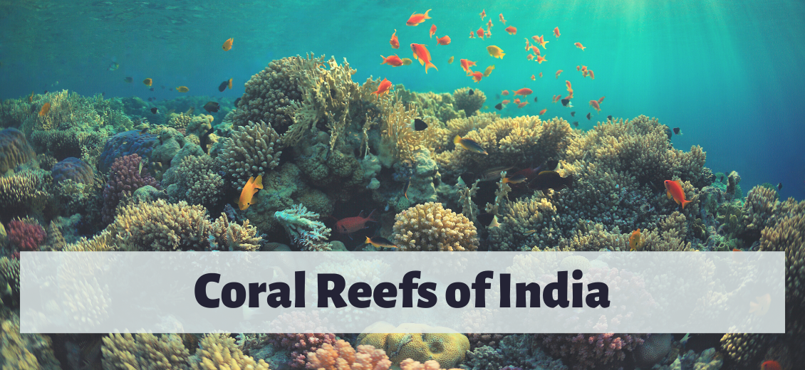 Carbon balance in coral reefs