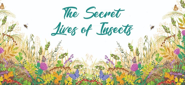 Blog on The Secret Lives of Insects