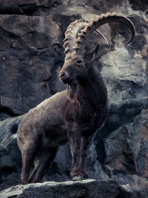 Himalayan Ibex a Distinct Species