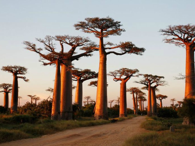 african baobab tree