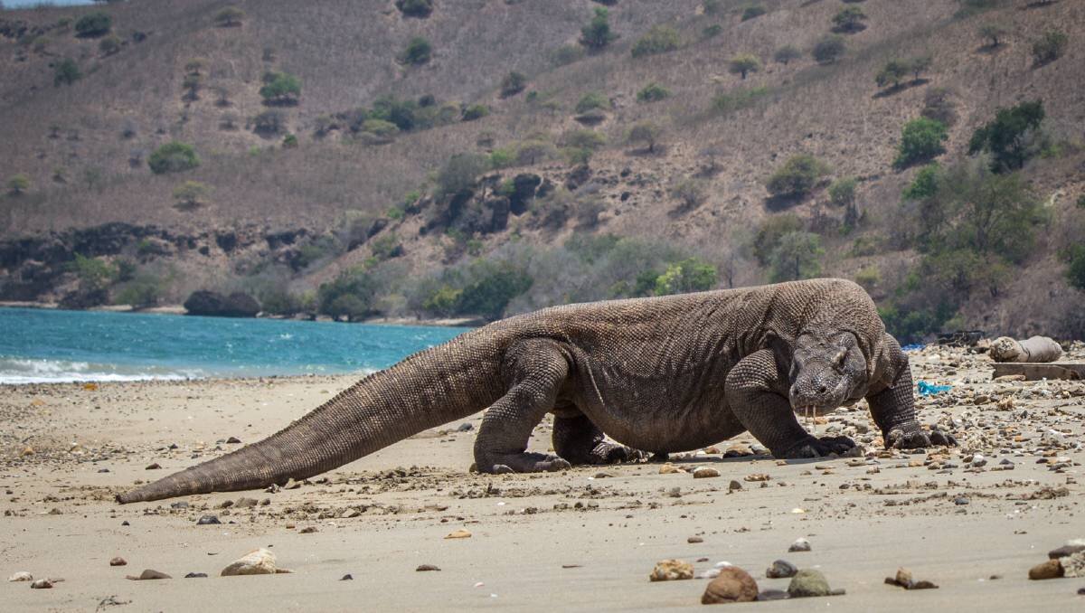 Komodo Dragon