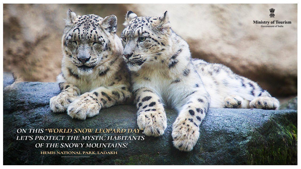 Snow Leopard (Leopard skin) Concept
