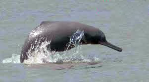 Gangetic River Dolphin