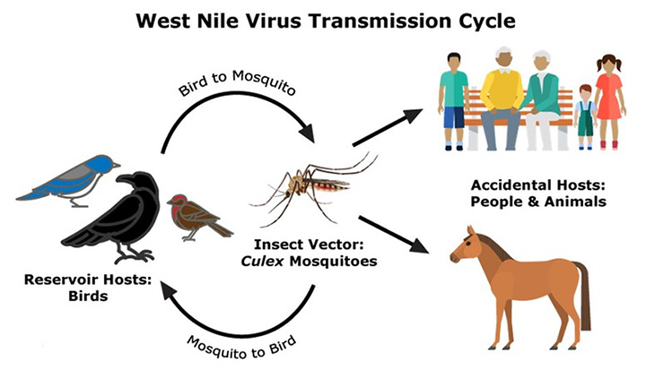 West Nile Virus | West Nile Fever | UPSC