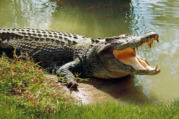 himalayan crocodile animal