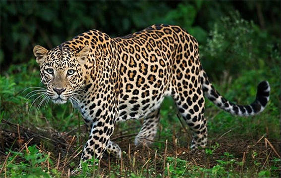Increased Risk of Extinction: Leopards