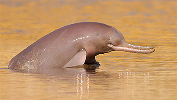 Indus River Dolphin Indus River Dolphin