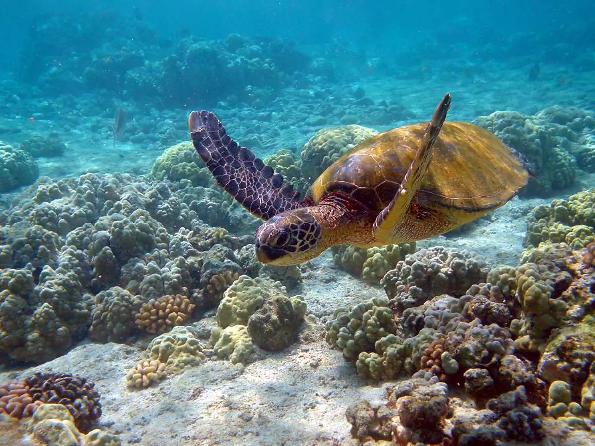 2024 Roadmap : r/coralisland