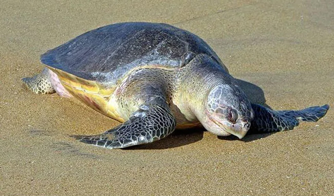 Olive Ridley Turtles