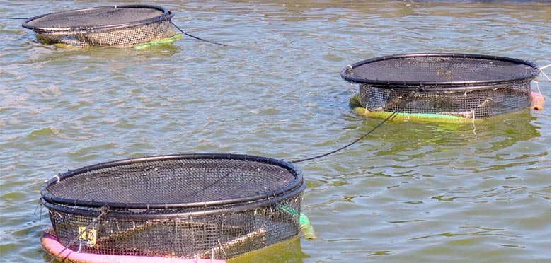 Cage Culture in Aquaculture