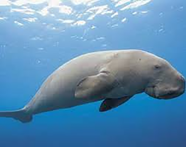 Dugong Conservation Reserve in Palk Bay