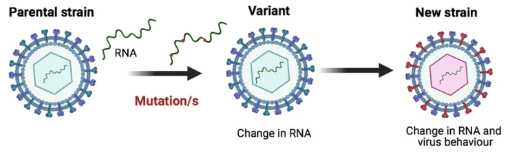XE Variant of the Coronavirus