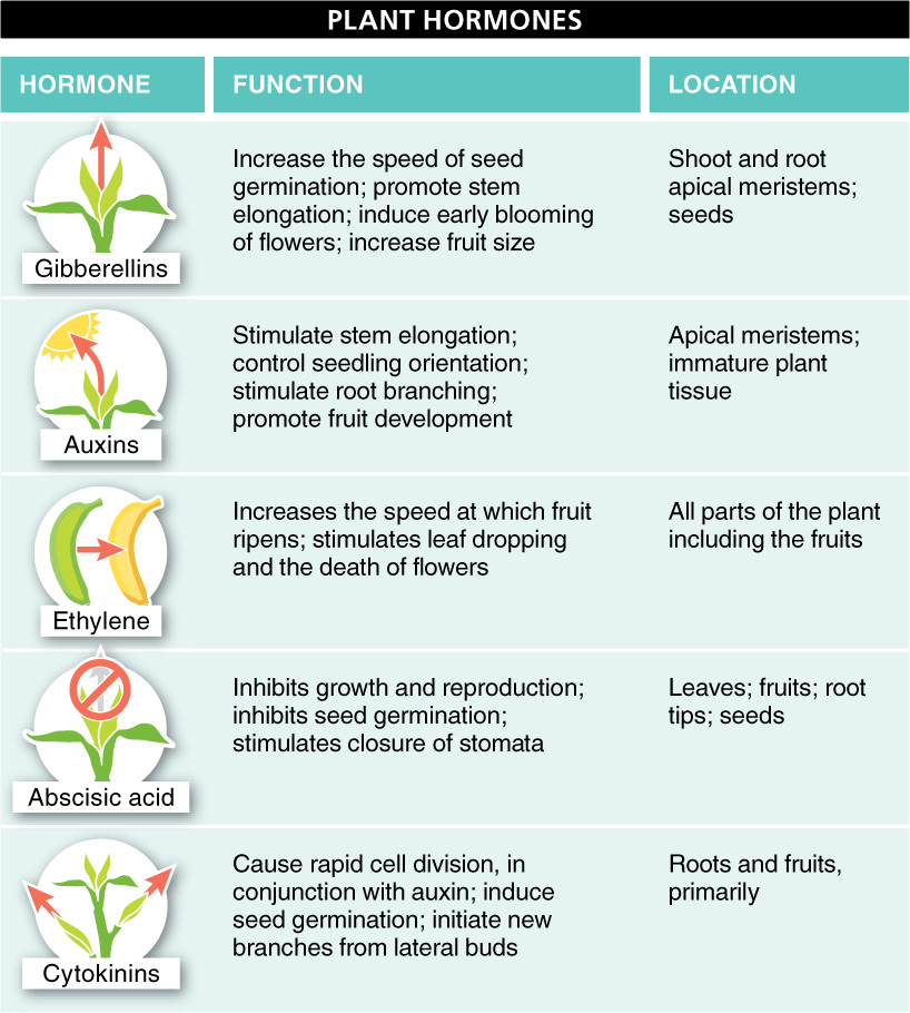 https://www.drishtiias.com/images/uploads/1744619940_PLANT_HORMONES.png
